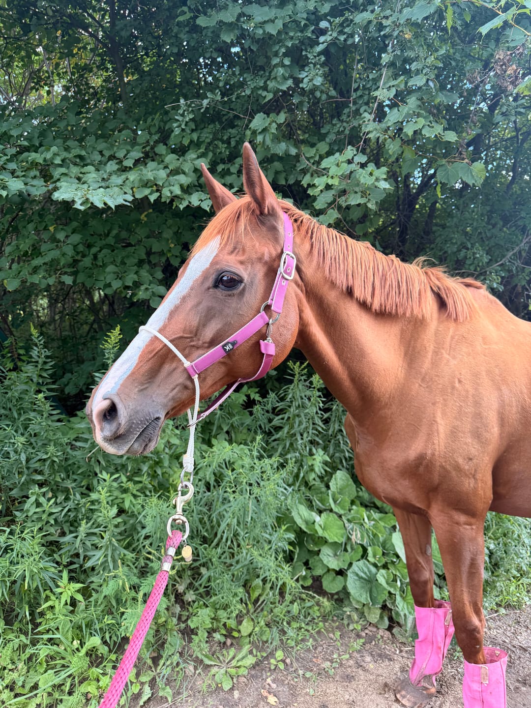 Customer photo review of Lariat Nylon Halter