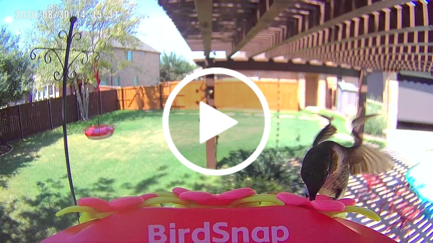 Customer video review of Smart Solar Hummingbird Feeder with HD Camera
