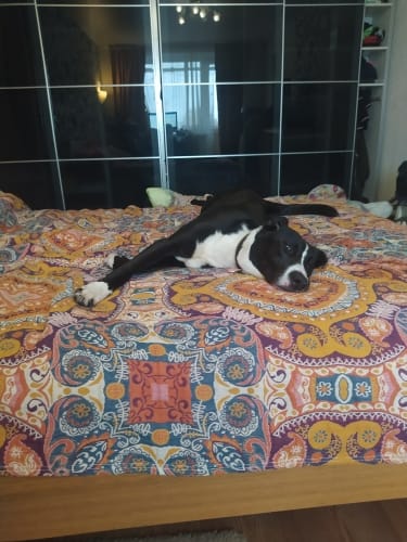 Customer photo review of Reversible Cooling Blanket