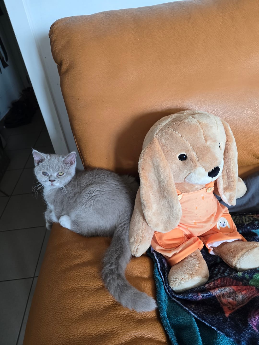 Customer photo review of Lotgenootje Koala 2kg