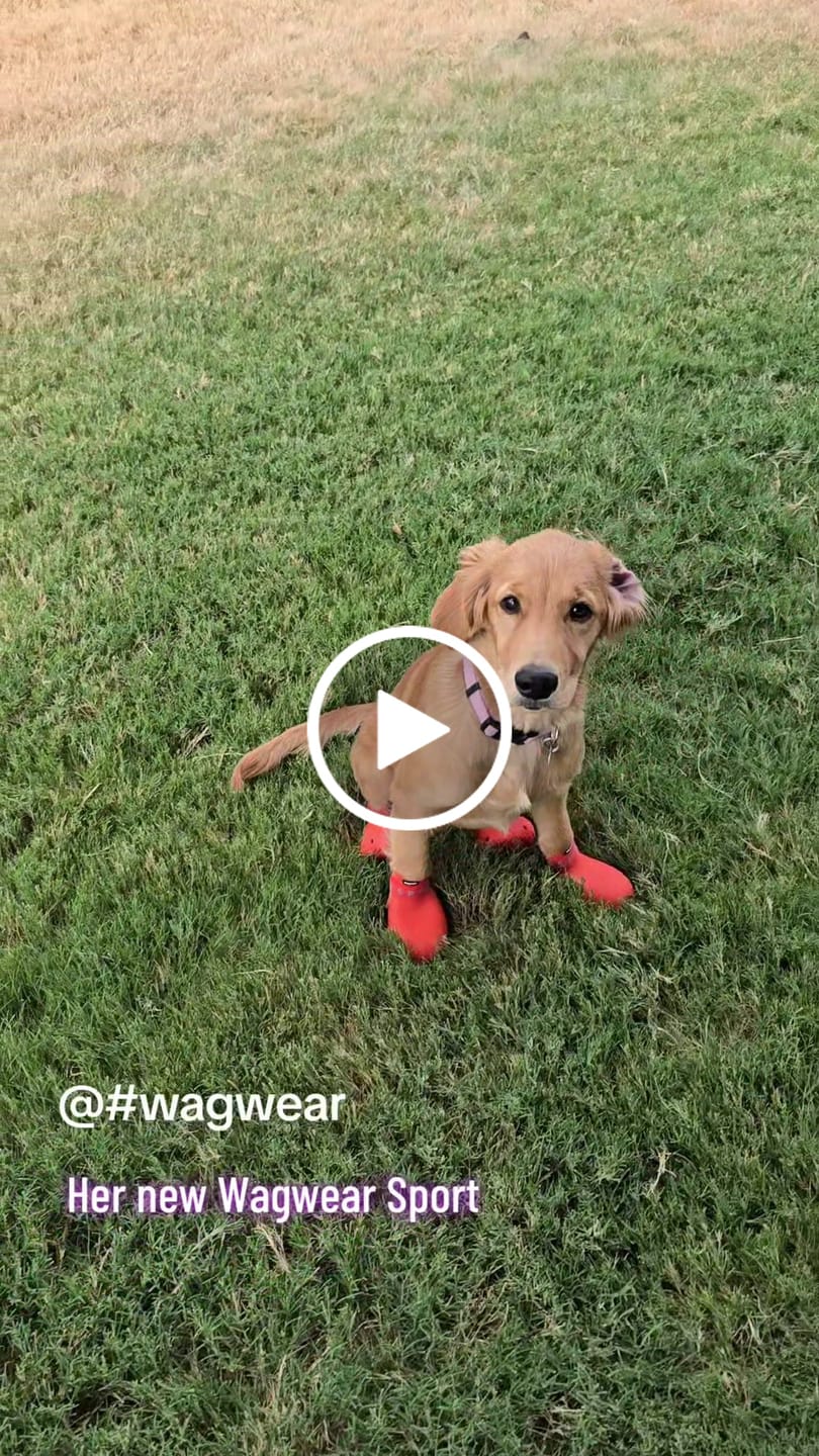 Customer video review of WagWellies® Sport