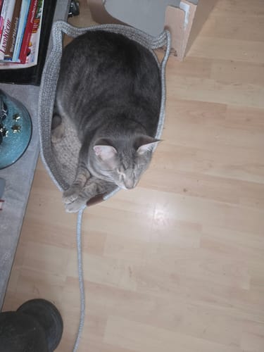 Kunden-Fellnest Katzenkorb mit grauer Katze, die sich darin ausruht.