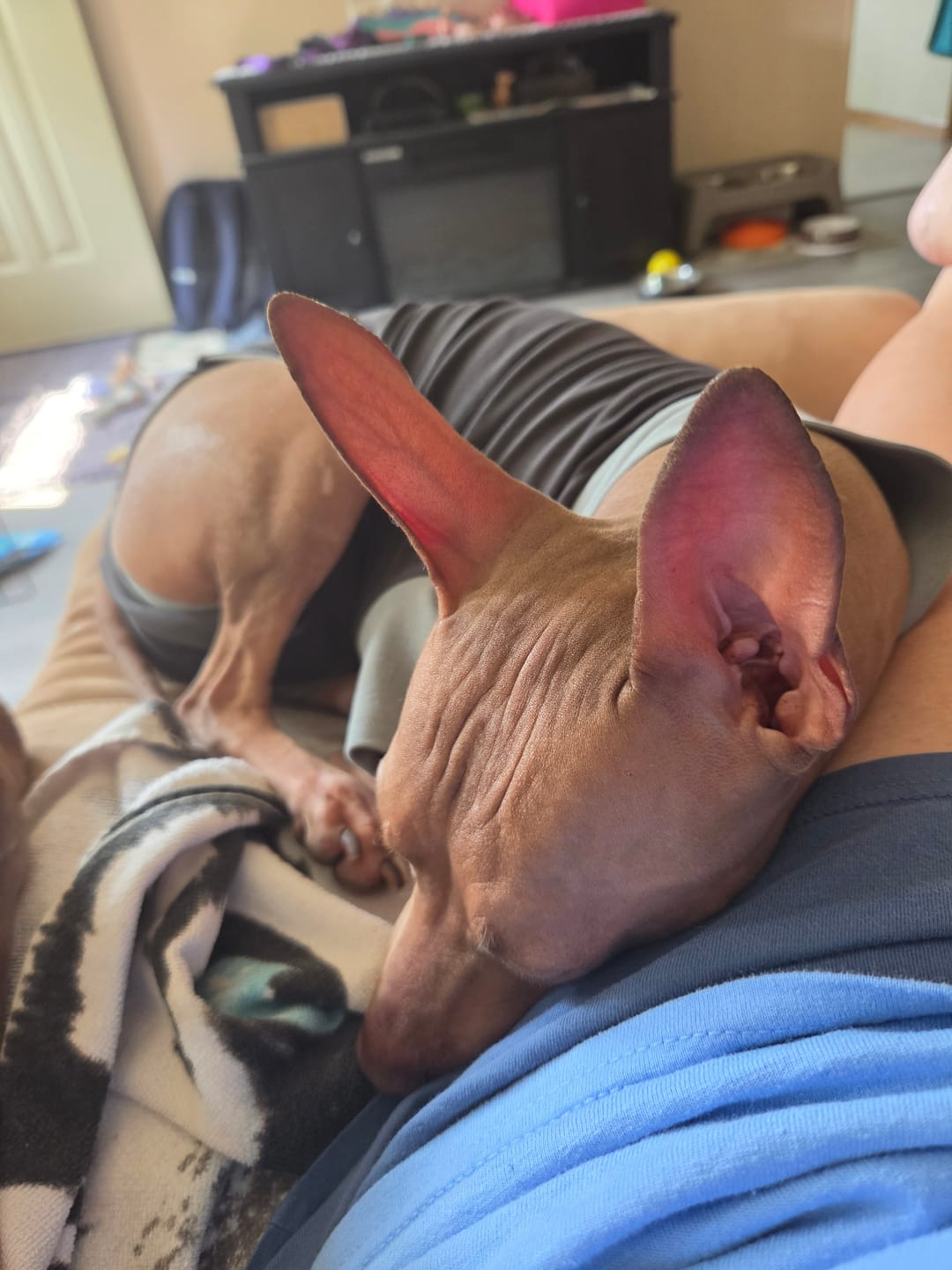 Customer photo review of Bacon Yak Chews — High-Protein, Savory Flavor Dogs Crave