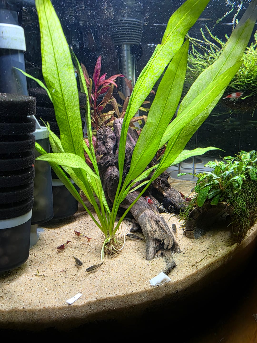 Customer photo review of Red Rili Shrimp