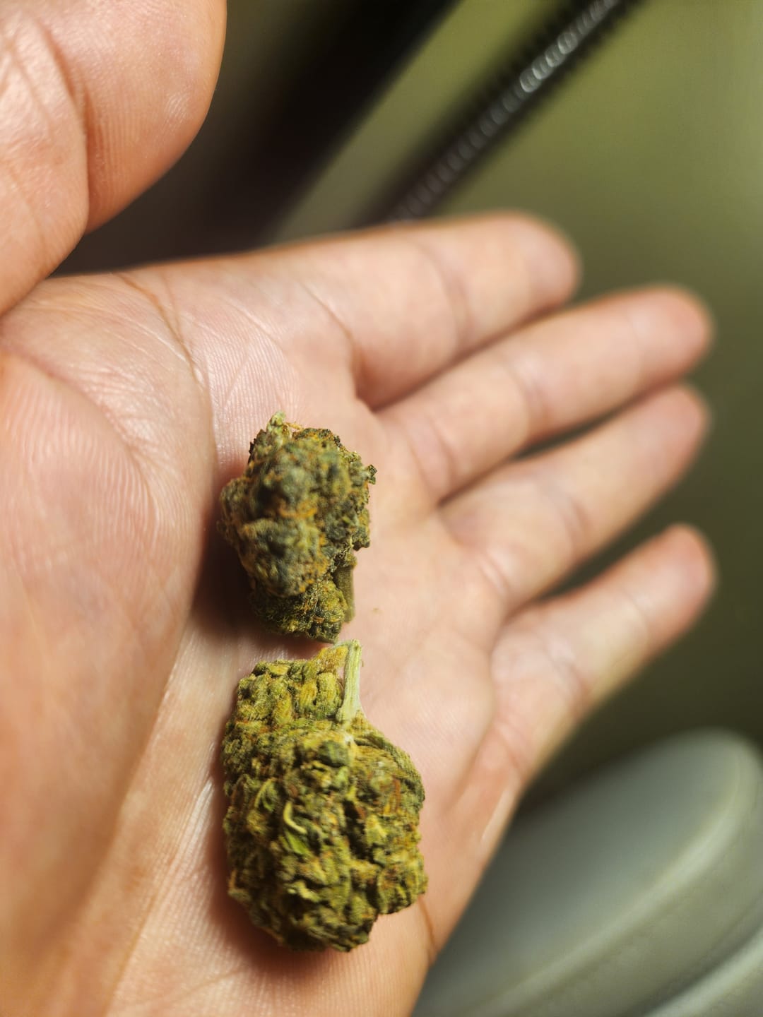 Customer photo review of Jungle Gelato - 28 Grams - Indica