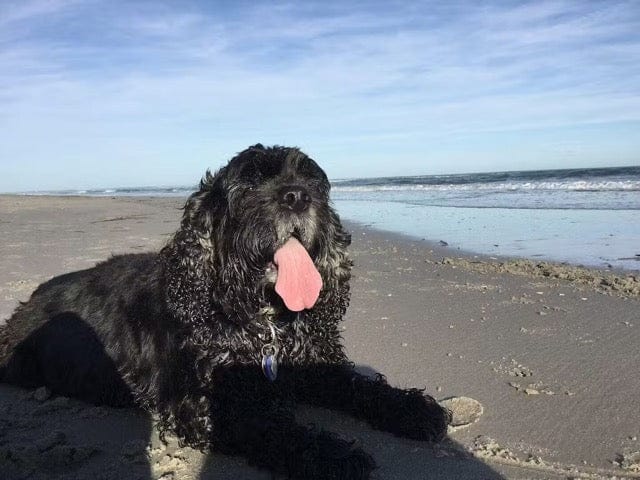 Customer photo review of Nutritional Supplement for Senior Dogs | Spark by Pet Wellbeing