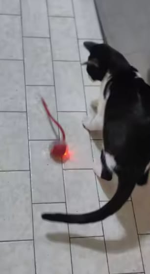 Customer photo review of Purrlyn Zoomie Ball