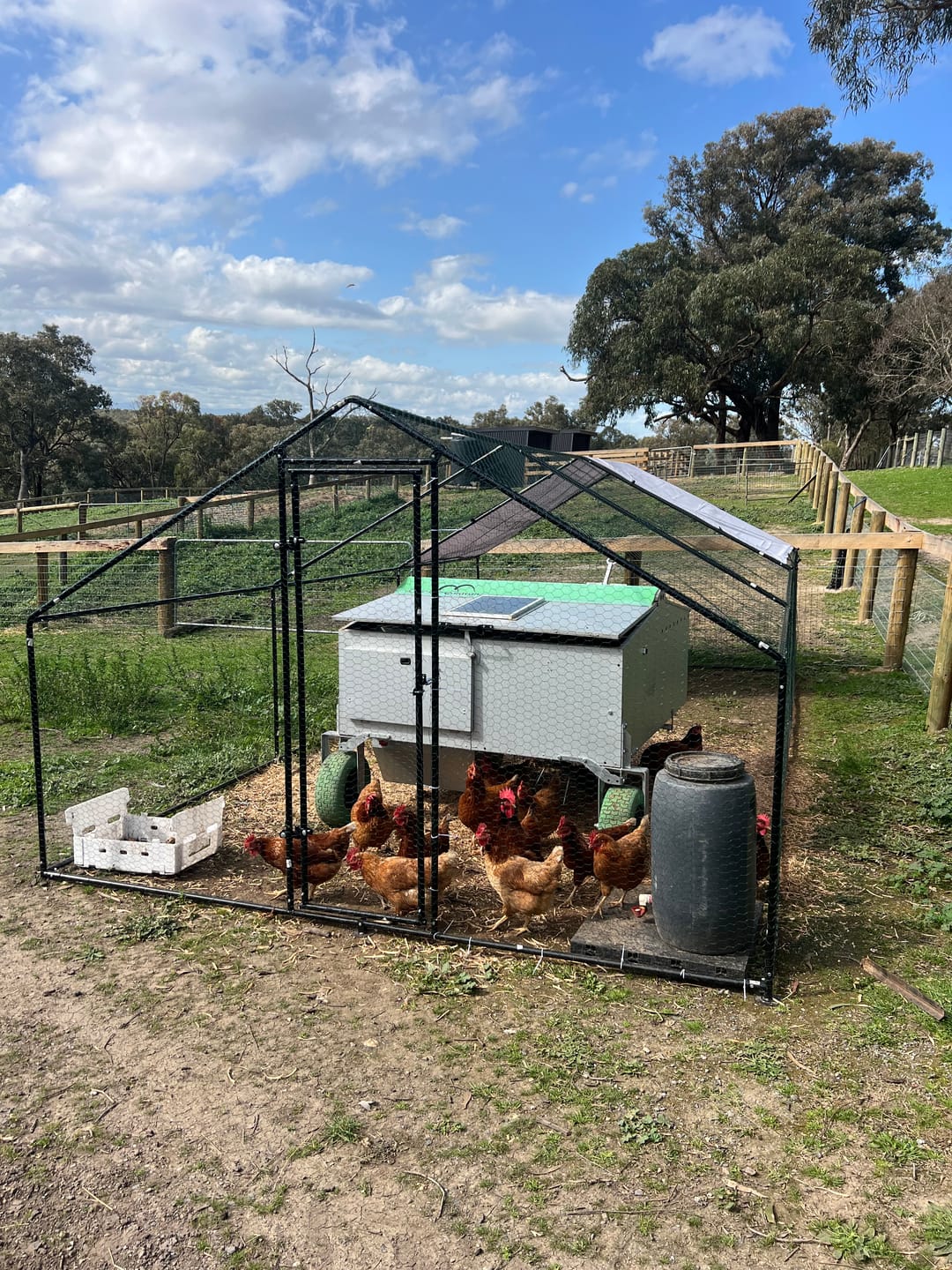 Customer photo review of Aegis Walk-In Chicken Coop Run with UV Cover - 300x600x200cm