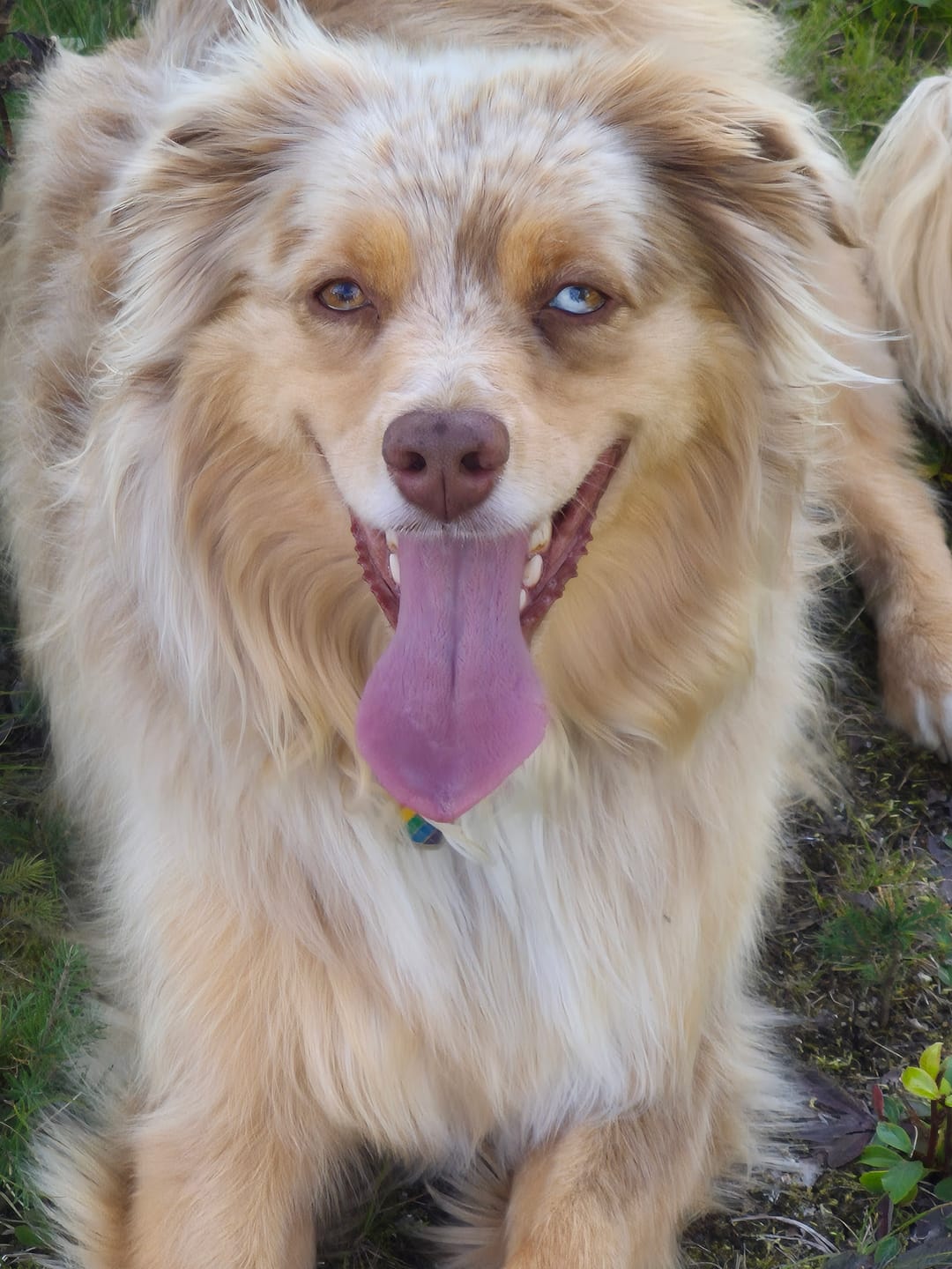 Customer photo review of ARTURO (Articulations) pour chiens et chats