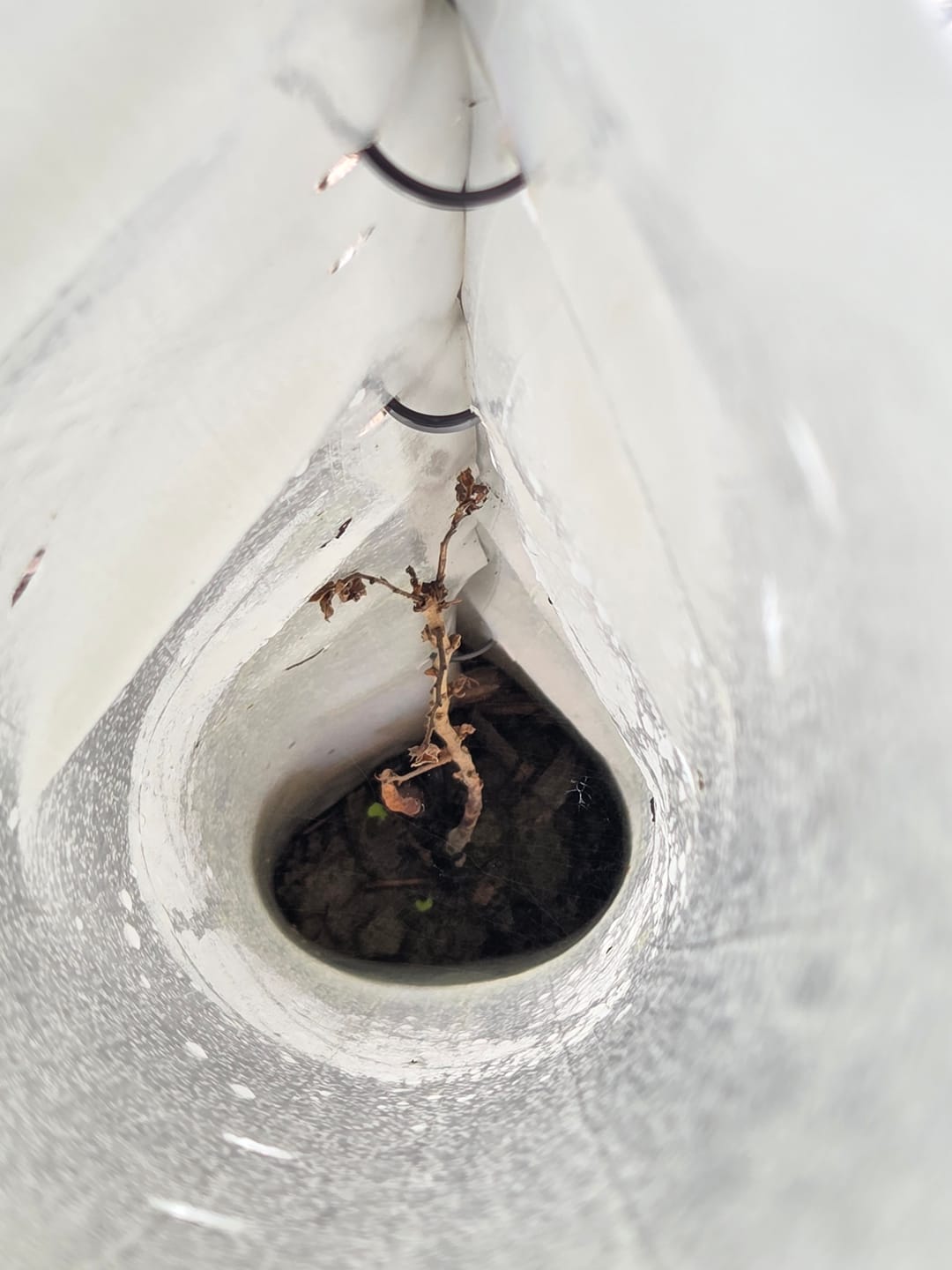 Customer photo review of Hybrid Chestnut