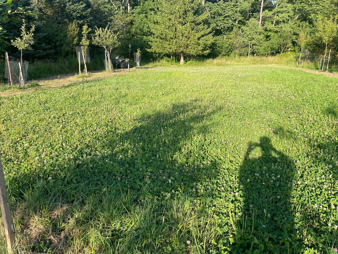 Customer photo review of No Till No Problem