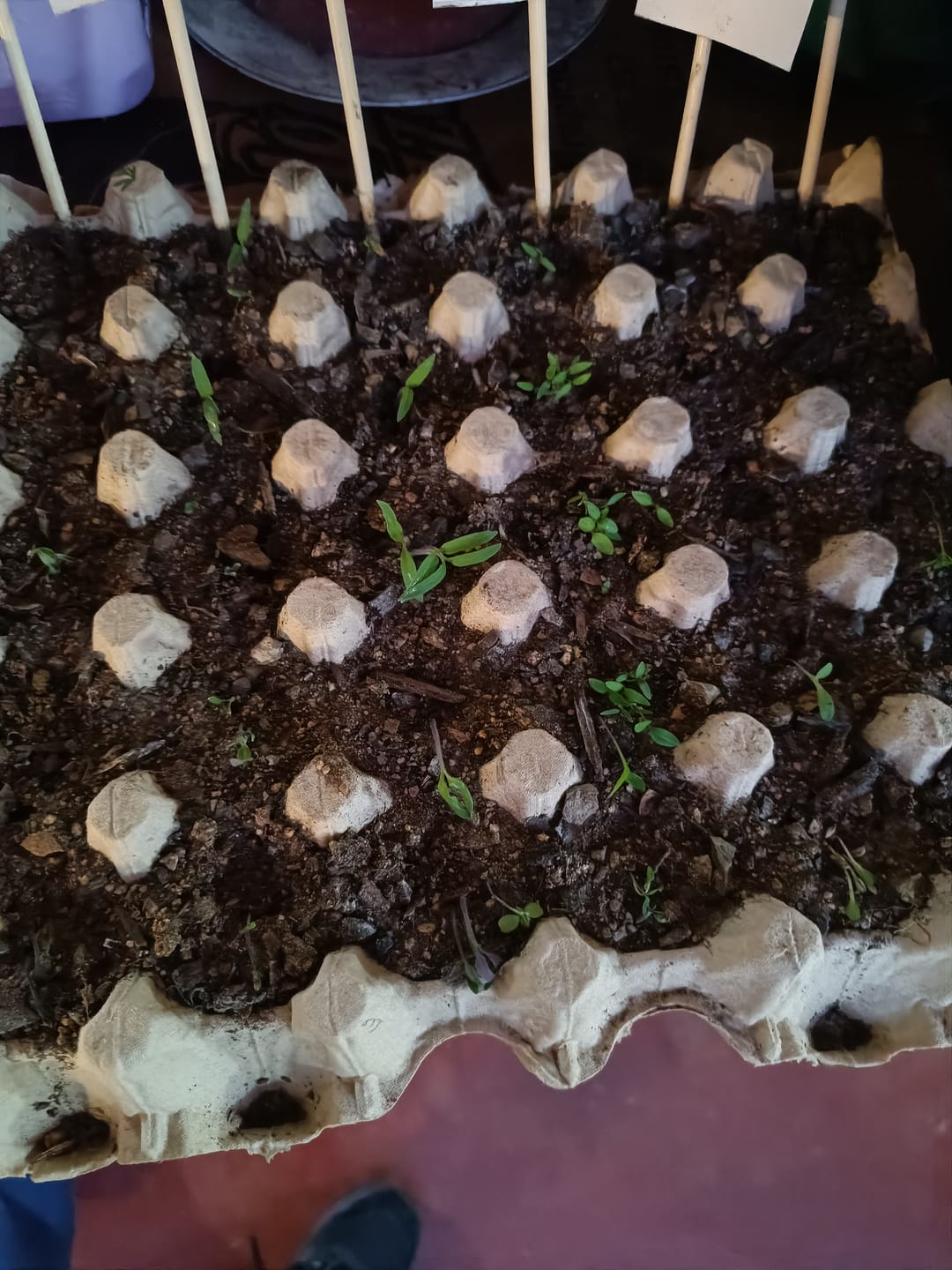 Customer photo review of Semillas Albahaca  lettucce leaf