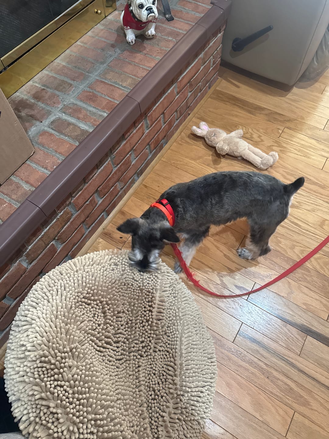 Customer photo review of FurLife™ 8 Months Flea and Tick Free