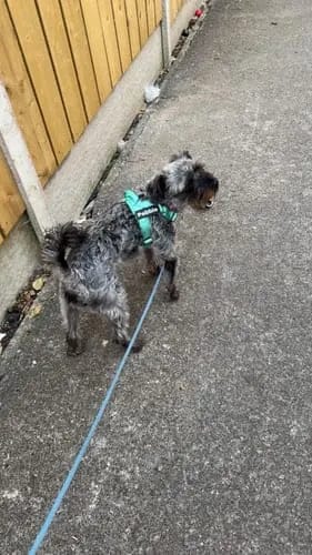 Customer photo review of Harnais pour chien anti-traction Dog Trotter™