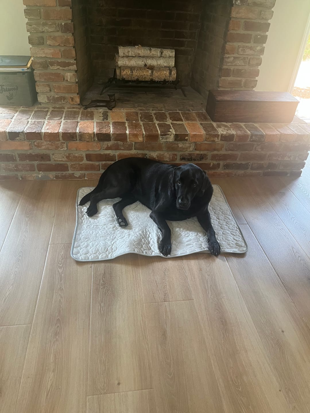 Customer photo review of Freya Cooling Mat