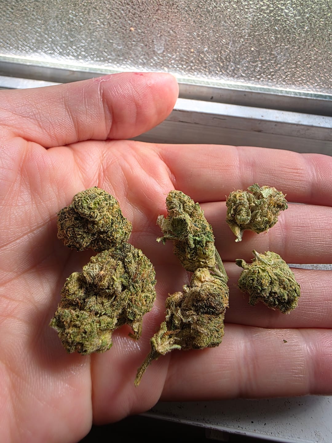 Customer photo review of Sugar Cookies (Indoor) - THCA Flower