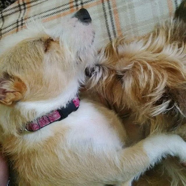 Customer photo review of Urinary Gold Pet Wellbeing Urinary Health for Dogs