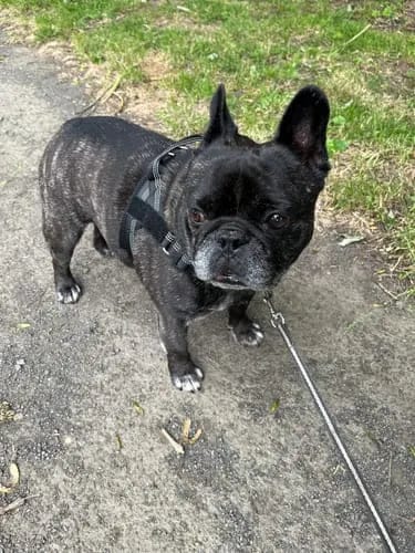 Customer photo review of Harnais pour chien anti-traction Dog Trotter™