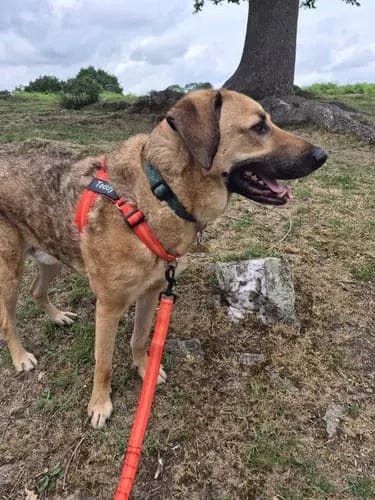 Customer photo review of Harnais pour chien anti-traction Dog Trotter™