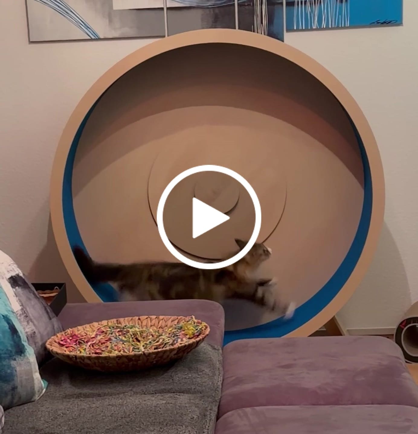 Customer video review of Dein individuelles Elmato Katzenlaufrad