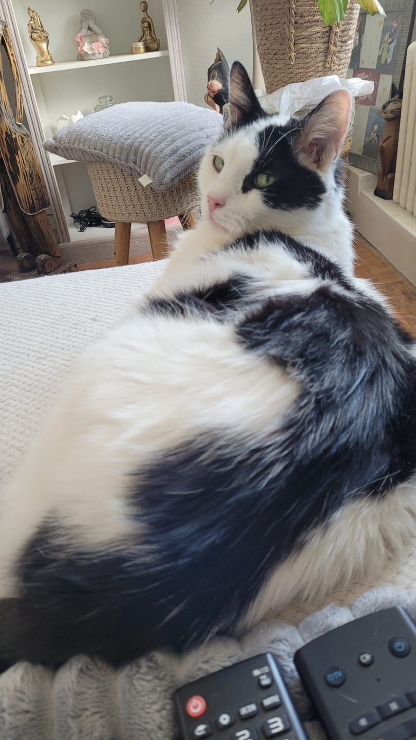 Customer photo review of Pâtée Chat Adulte Diabète - Porc