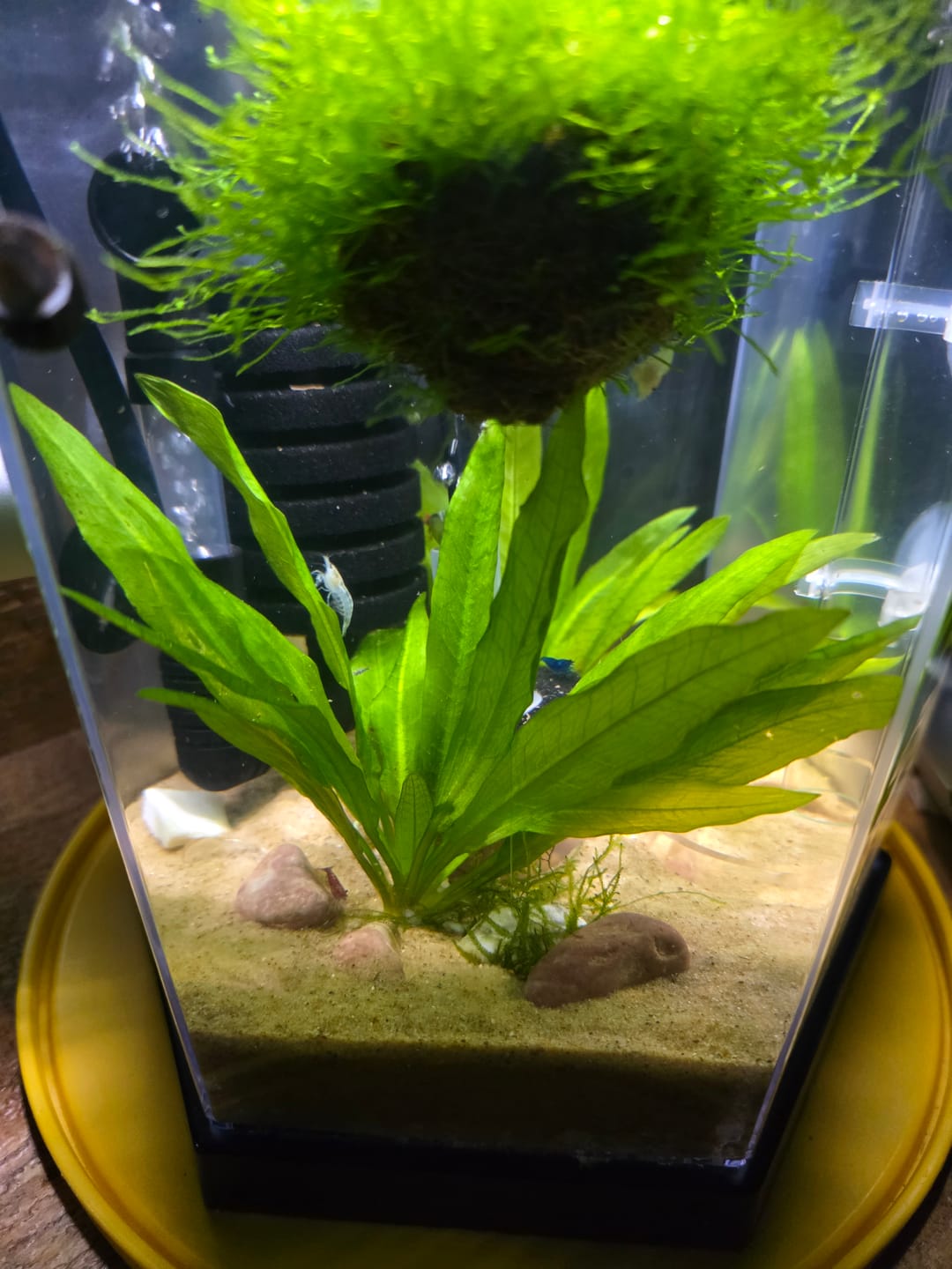 Customer photo review of Fourth Of July Shrimp Pack