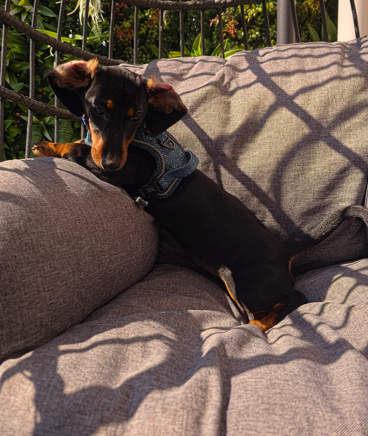 Customer photo review of Tough Trails™ Harness - Country Teal