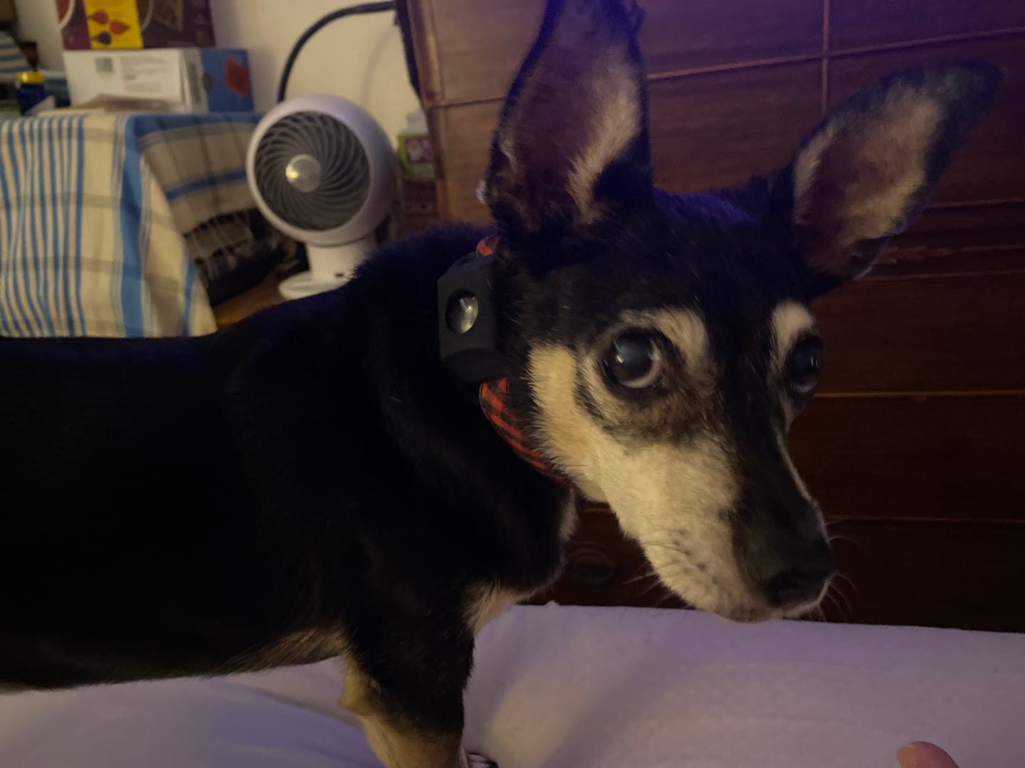 Customer photo review of FurLife™ 12 Months Flea and Tick Free