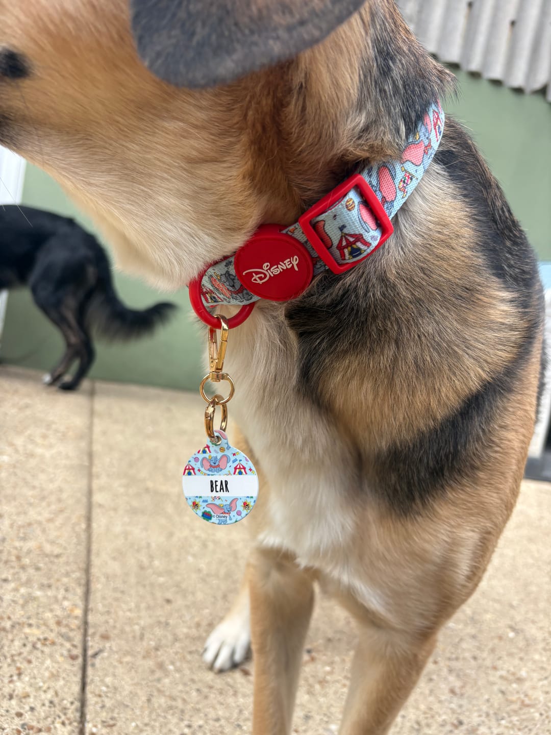 Customer photo review of Disney© Collar - Dumbo