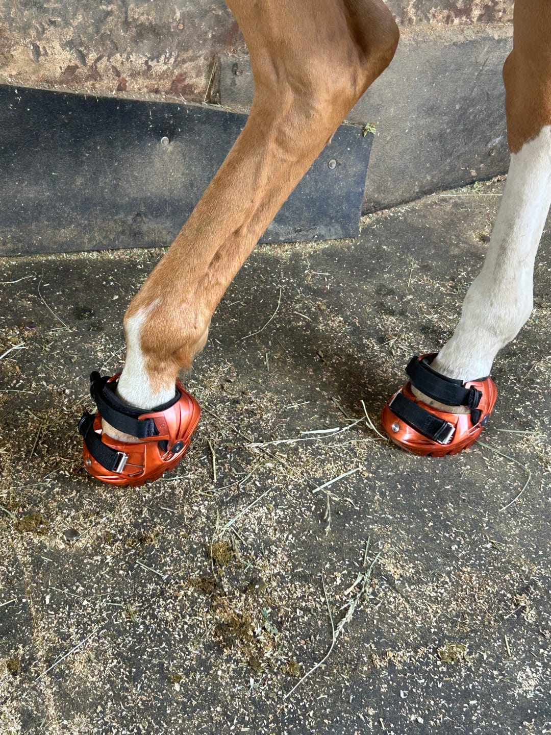 Customer photo review of Renegade® Viper Shield™ Hoof Boot - Arizona Copper
