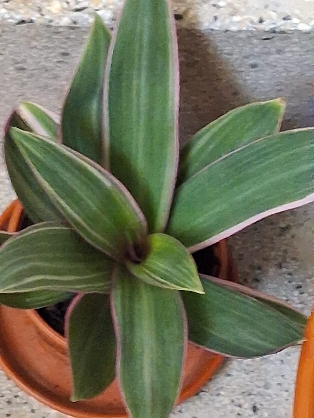 Customer photo review of Tradescantia spathacea "Tricolor" - ("Moises no berço")