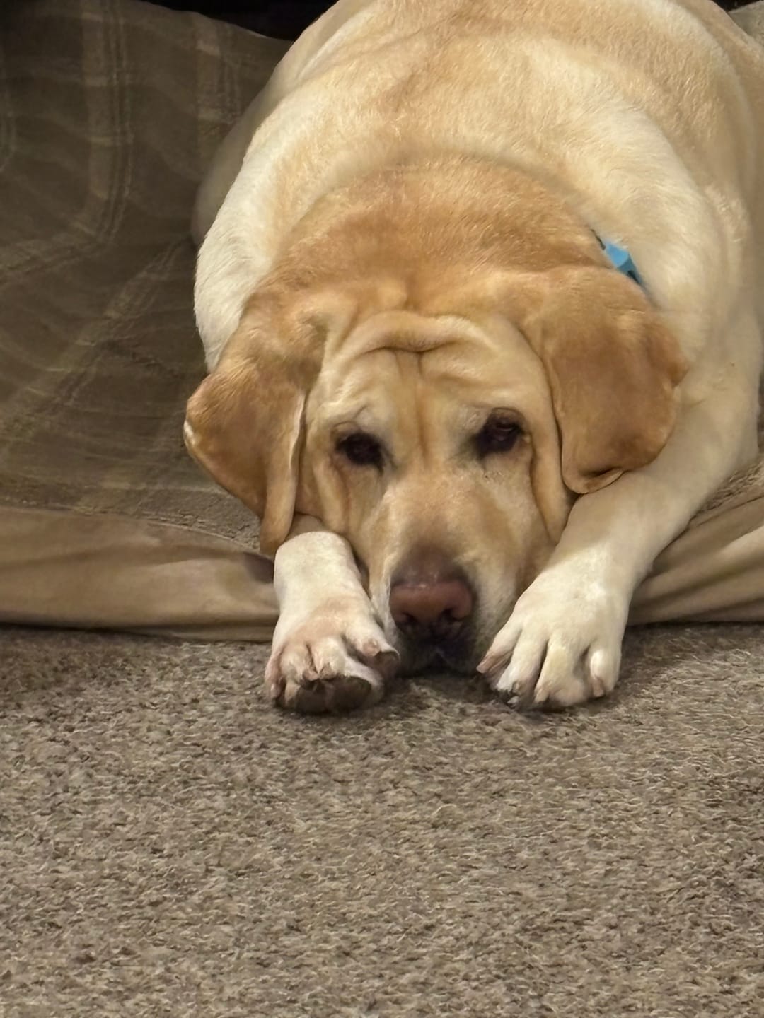Customer photo review of FurLife™ 12 Months Flea and Tick Free