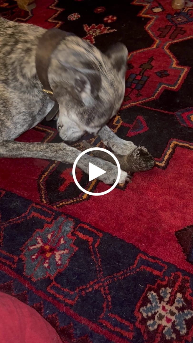 Customer video review of Buffalo Horn Small