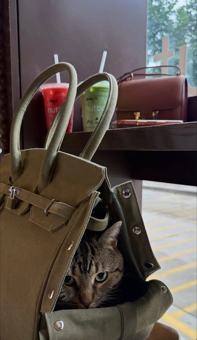 Customer photo review of The Barkin Pet Carrier