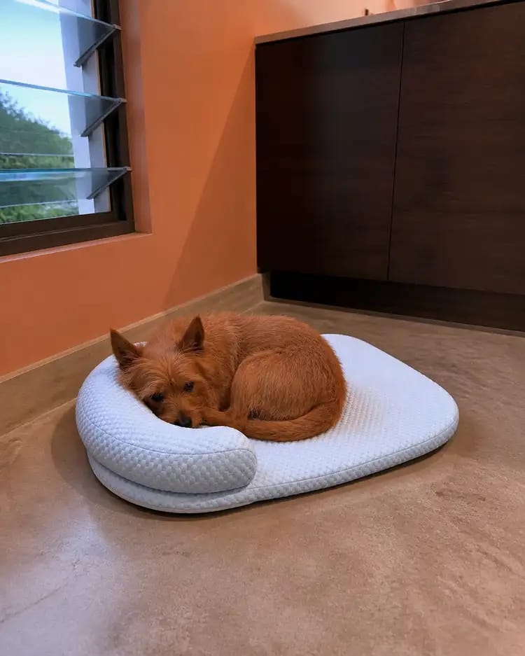 Customer photo review of Chillbuddy Oasis Cooling Pet Bed