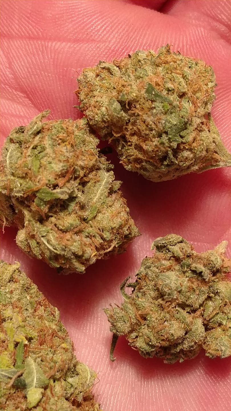 Customer photo review of Double Double Bundle - 4 oz THCA (Budget)