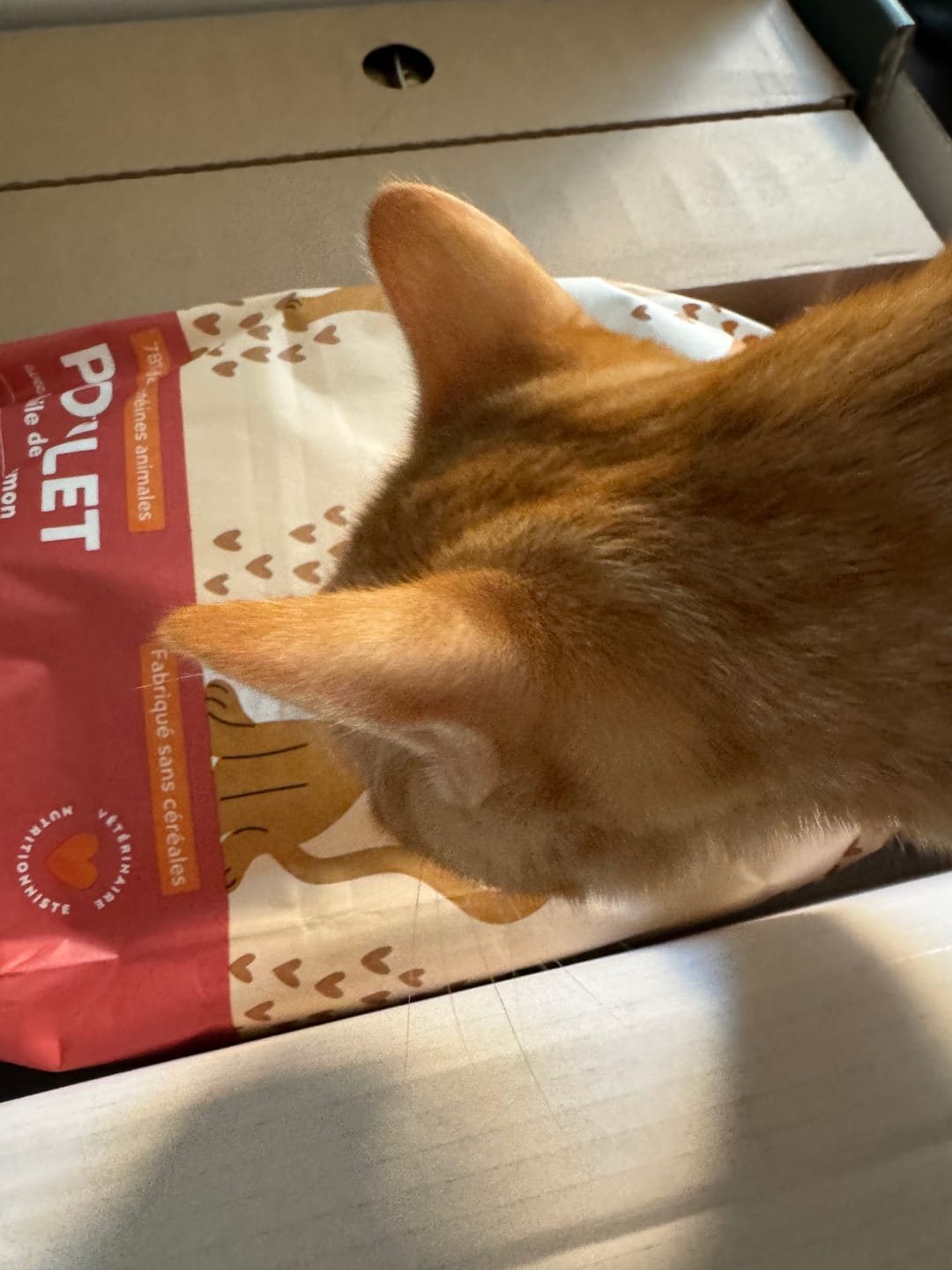 Customer photo review of Croquettes Chaton Sans Céréales - Poulet & Huile de Saumon