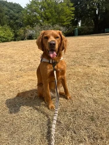 Customer photo review of Harnais pour chien anti-traction Dog Trotter™