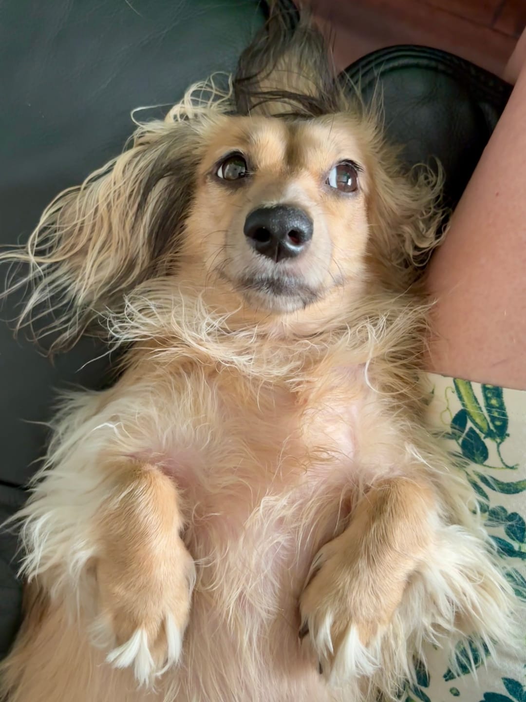 Customer photo review of K9 Soothe™