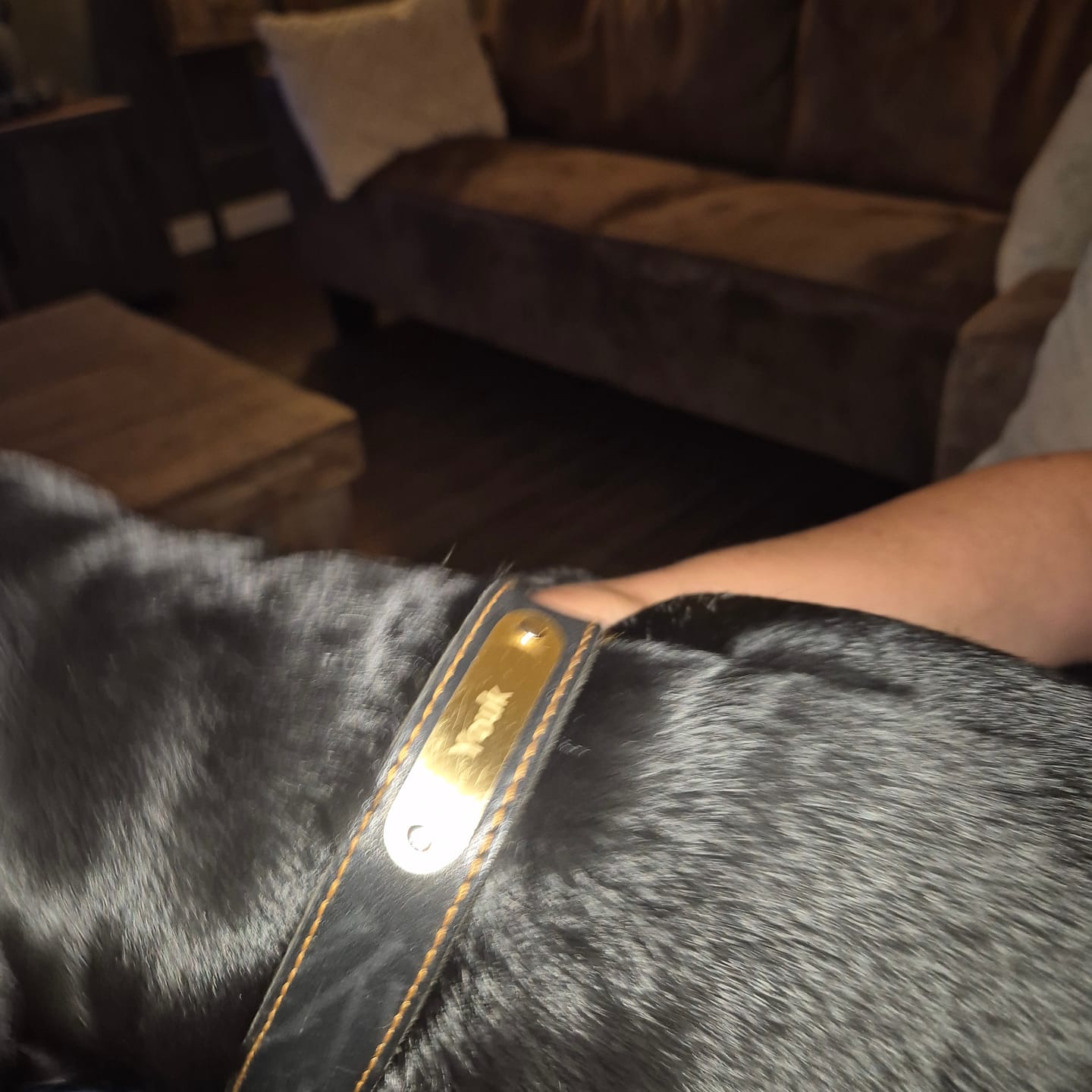 Customer photo review of Edles Hundehalsband aus Rindsleder mit Gravur Name und Telefon