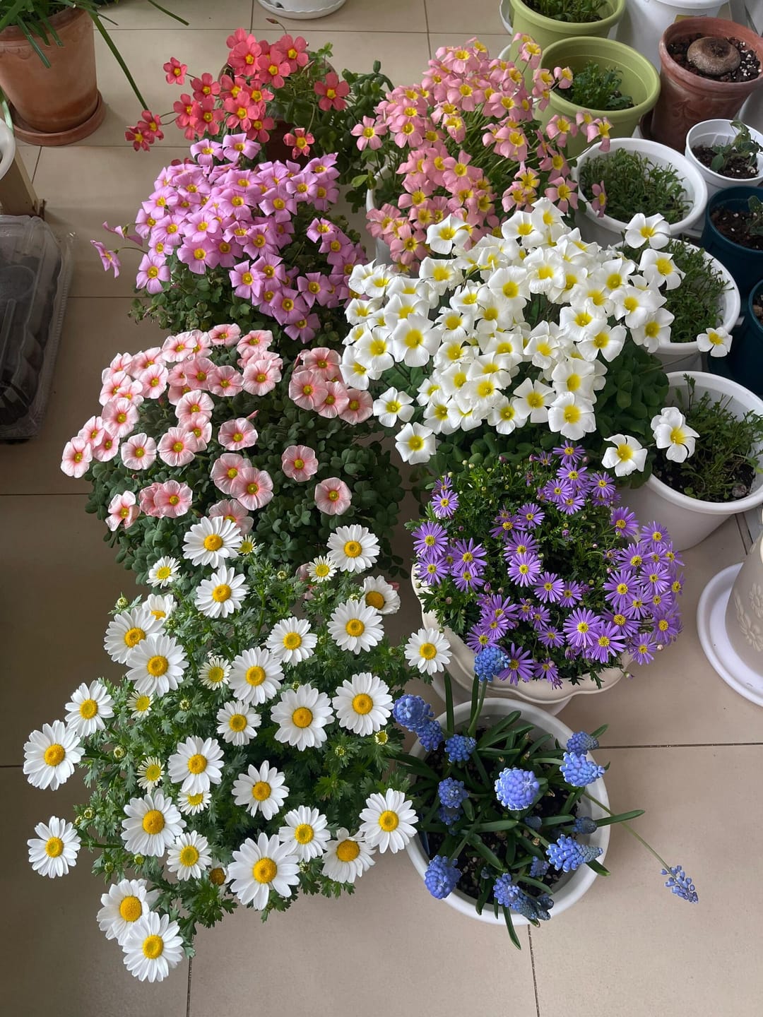Customer photo review of FloraAcre Plantable Seed Calendar 2027