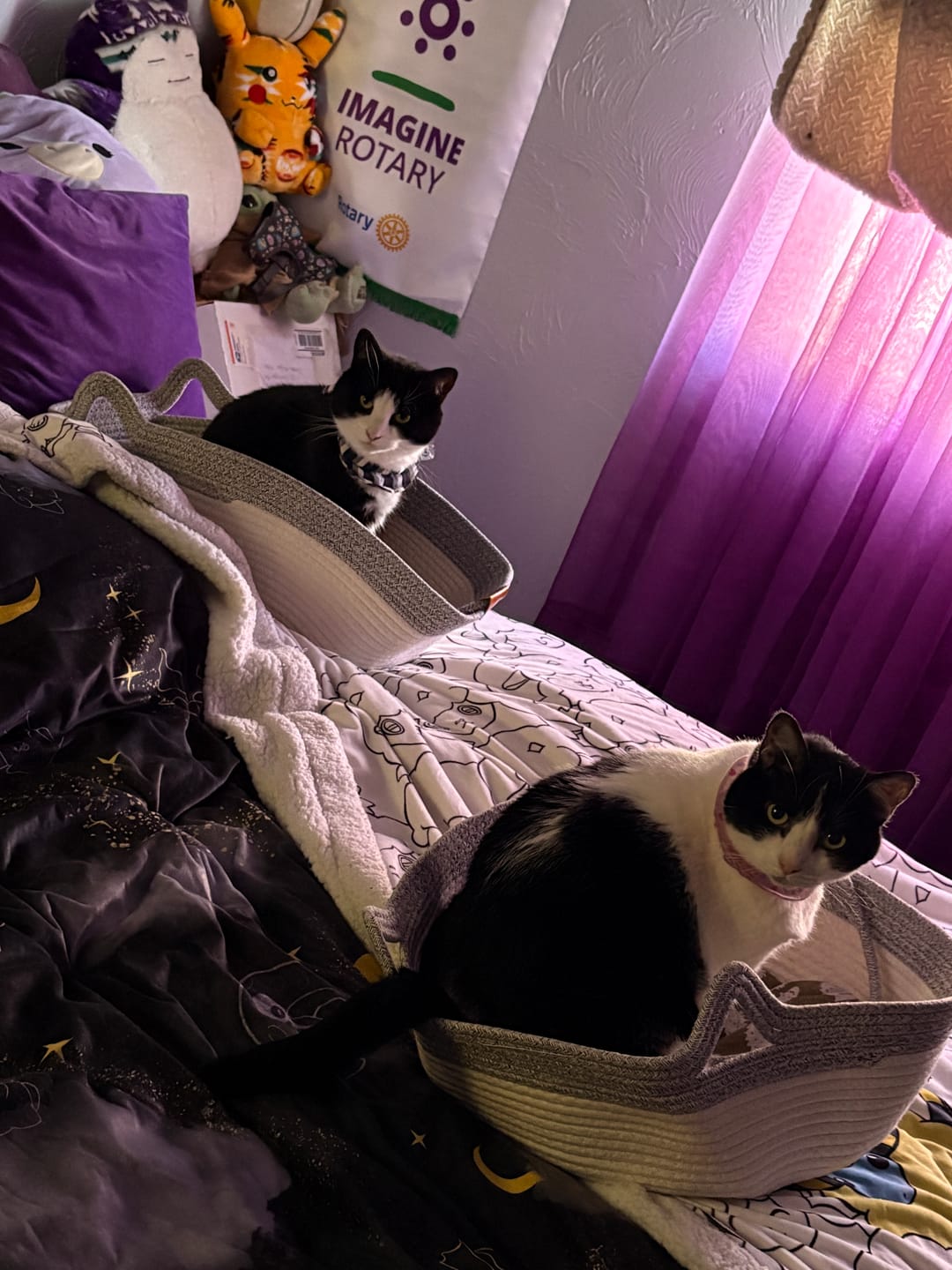Customer photo review of Instinct Basket | Meet the first research-backed natural territory for indoor cats