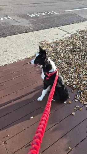 Customer photo review of Harnais pour chien anti-traction Dog Trotter™