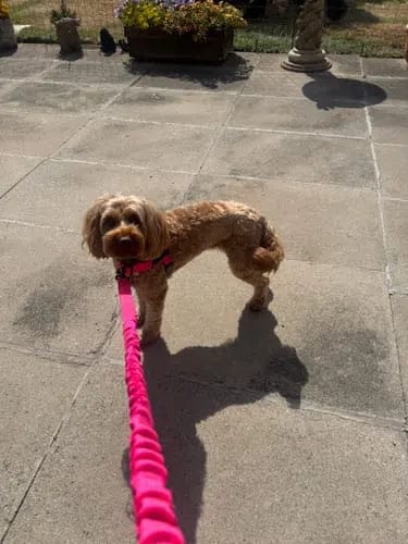 Customer photo review of Harnais pour chien anti-traction Dog Trotter™