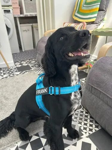 Customer photo review of Harnais pour chien anti-traction Dog Trotter™