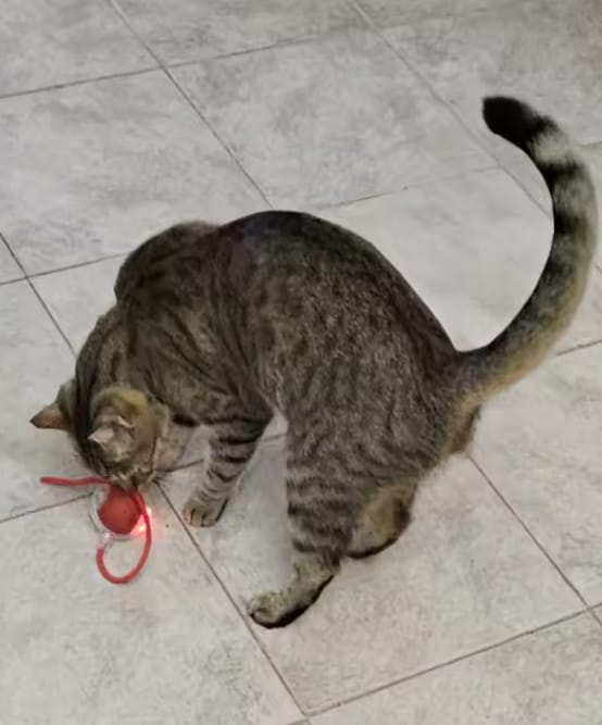 Customer photo review of Purrlyn Zoomie Ball