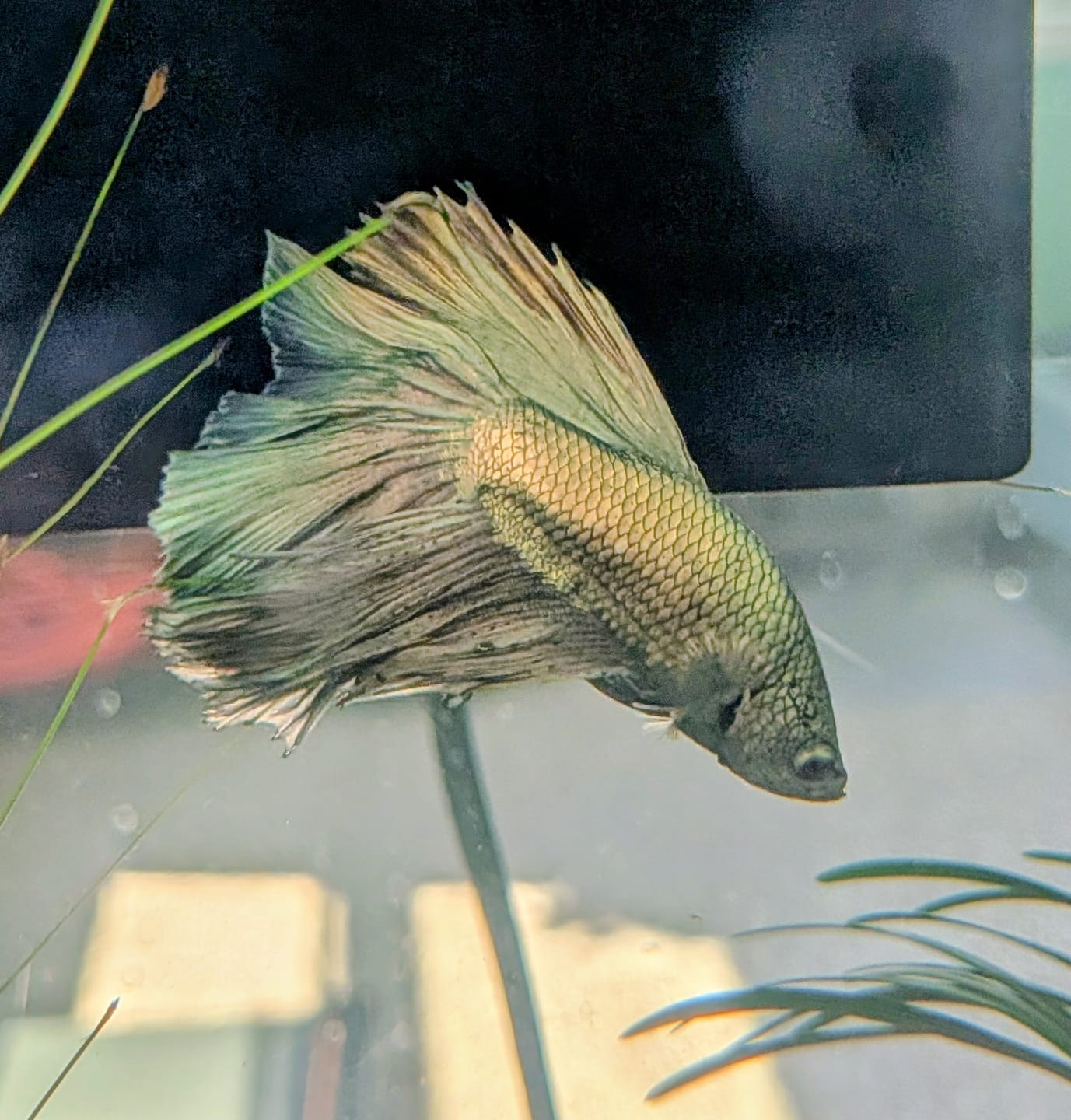 Customer photo review of Copper Steel Halfmoon Male Betta Fish