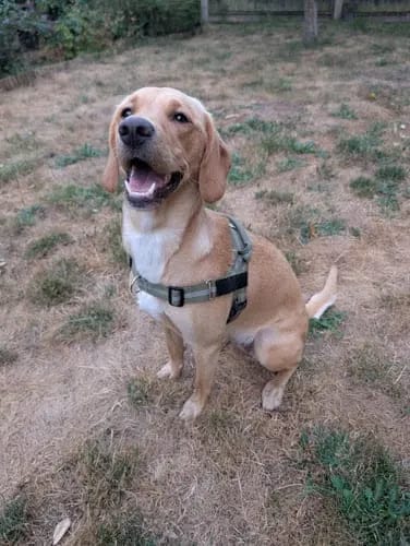 Customer photo review of Harnais pour chien anti-traction Dog Trotter™