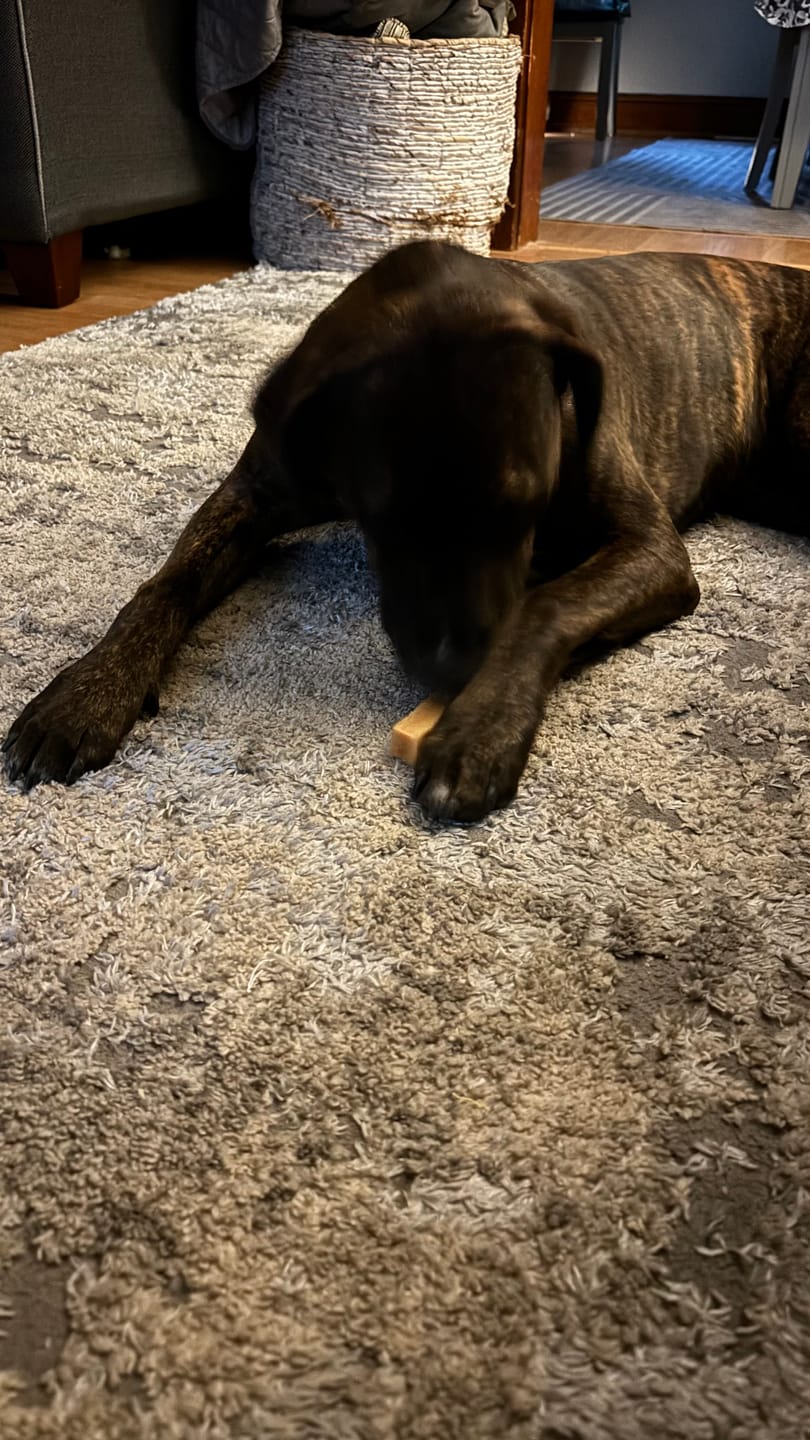 Customer photo review of Himalayan Yak Cheese Chew Dog Treat