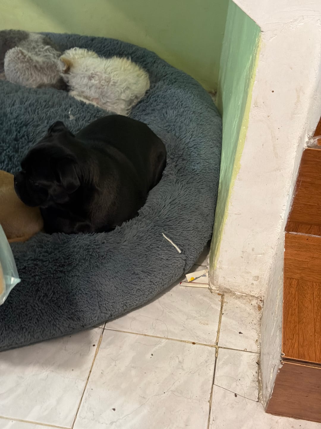 Customer photo review of Funda Lino para Cama Antiestrés para Perros